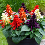 4 Random Salvia Sage Bushes, Bloom Plant, 4-6 Inch Tall