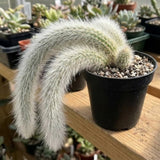 Trailing Monkey Tail Cactus Live Plant, Succulent Plant, 4 Inch Pot