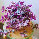 Variegated Wandering Jew Plant Live, Starter Houseplant, 3-5 Inch Tall