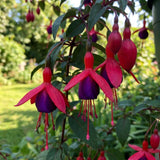 Purple Fuchsia Live Plant, Long Blooming Flower, 4-8 Inch Tall, 5 Inch Pot