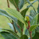 Sweet Bay Leaf Tree, Well-Rooted Starter Plant, 3-5 Inch Tall