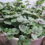 Chocolate Mint Live Plant 3-6" Tall