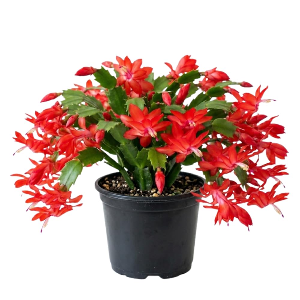 Red Holiday Cactus Live Plant, 4-7 Inch Tall, 4 Inch Pot