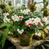2 White Bleeding Heart Live Plants, Tropical Flower Vine, 5-7 Inch Tall