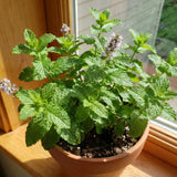 2 Lemon Mint Live Plants, Herb Plant, 3-7 Inch Tall