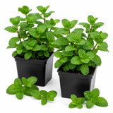 2 Spearmint Herb Live Plants, Mint Herb Plant, 3-7 Inch Tall