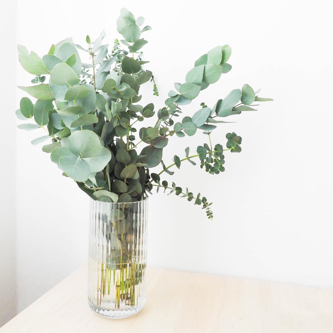 Silver Eucalyptus Plant Live, Fragrant Tree Starter, 4-6 Inch Tall