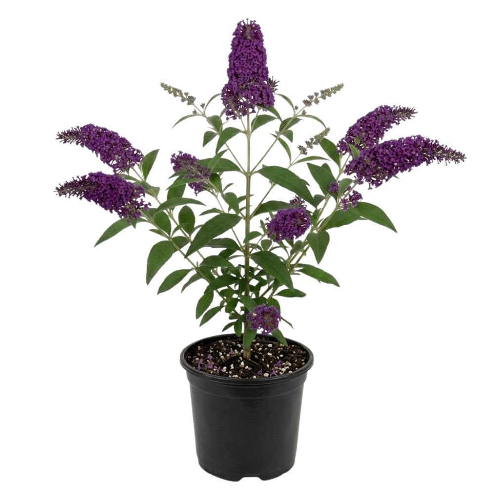 Live Black Purple Butterfly Bush Plant, 4-8 Inch Tall