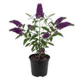 Live Black Purple Butterfly Bush Plant, 4-8 Inch Tall