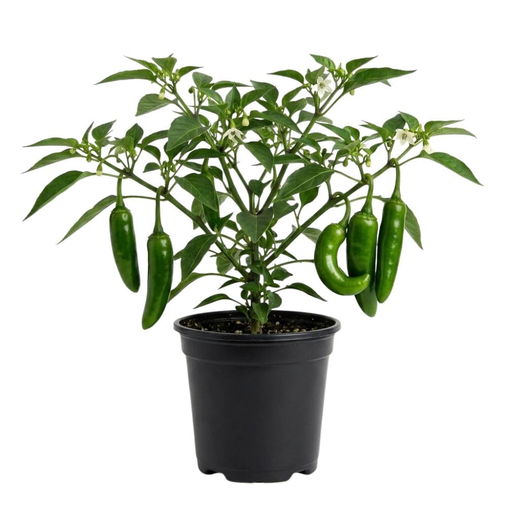 Hot Serrano Pepper Plant Live, 4" Pot, 3–6" Tall