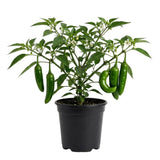 Hot Serrano Pepper Plant Live, 4" Pot, 3–6" Tall