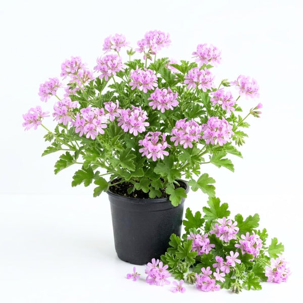 2 Citronella Plants Live, Patio Garden Plant, 4-7 Inch Tall, 4 Inch Pot