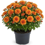 2 Orange Chrysanthemum Live Plants - 3-6 Inch Tall