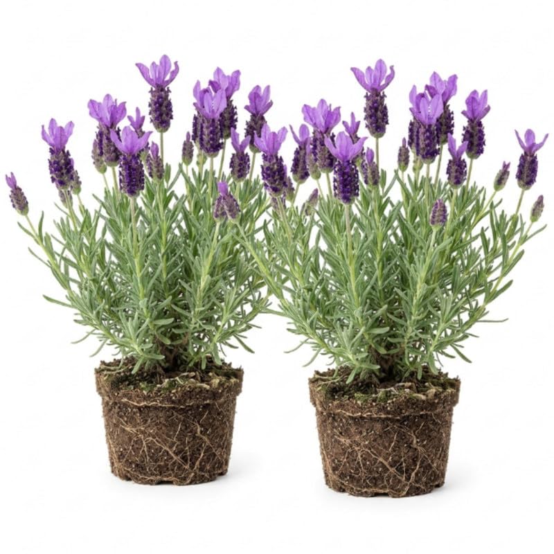 2 Spanish Lavender Plants, 4-8" Tall
