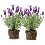 2 Spanish Lavender Plants, 4-8" Tall
