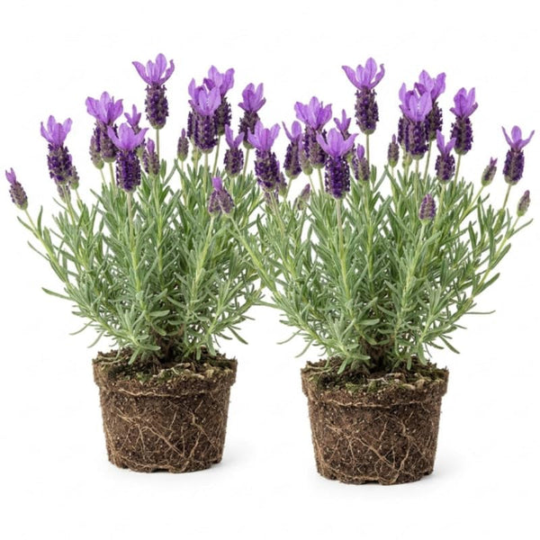 2 Spanish Lavender Plants, 4-8" Tall