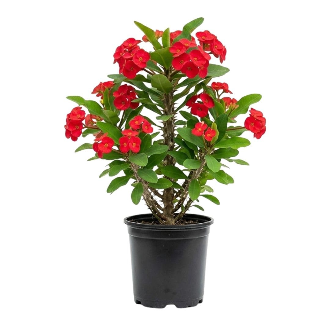 Red Crown of Thorns Plant Live for Planting