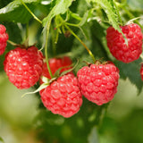 2 Red Raspberry Live Plants, Berry Bush Plant, 4-6 Inch Tall, 4 Inch Pot