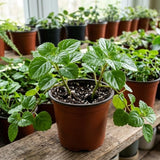 Green Swedish Ivy Plectranthus Live Plant, 4-6 Inch Tall, 4 Inch Pot