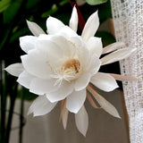 Night Blooming Cactus Plant, 4-6 Inch Tall, Fragrant White Cactus