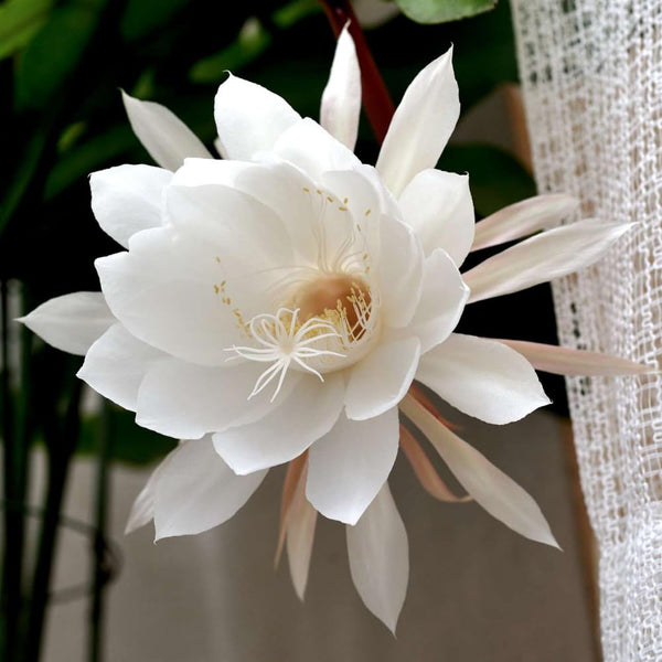 Night Blooming Cactus Plant, 4-6 Inch Tall, Fragrant White Cactus