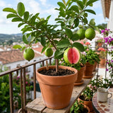 Pink Guava Fruit Tree Live Plant, Sweet Fruit Tree, 6-9 Inch Tall