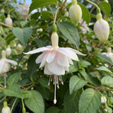 White Fuchsia Live Plant, 4-8 Inch Tall in 5 Inch Pot, Fushsia Flower Plant