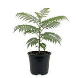 Jacaranda Tree Live Plant, 4-6 Inches Tall,