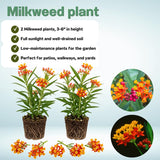 2 Tropical Milkweed Plants - 3-6" Tall