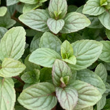 Chocolate Mint Plant Live, 4-6 Inch Tall, 3.5 Inch Pot