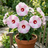 2 Pink Red Hibiscus Bushes Live Plants, Vibrant Bloom Plant, 5-7 Inch Tall