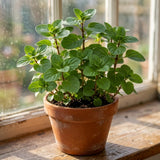 2 Orange Mint Herb Live Plants, Mint Herb Plant, 3-7 Inch Tall