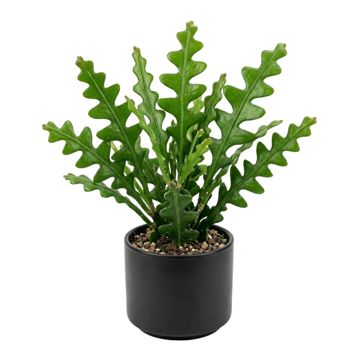 Fishbone Cactus Live Plant, Indoor Cactus Plant, 2 Inch Pot