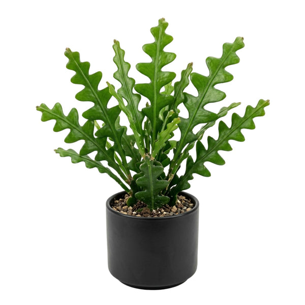 Fishbone Cactus Live Plant, Indoor Cactus Plant, 2 Inch Pot