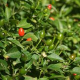 Red Chiltepin Pepper Live Plant, 4-7 Inch Tall Potted Plant, 4 Inch Pot