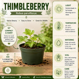 White Thimbleberry Live Plant, Berry Fruit Plant, 3-4 Inch Tall, 5 Inch Pot