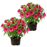 2 Pink Hibiscus Flower Live Plants, Flower Plant, 7-9 Inch Tall