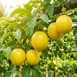 Yellow Passionfruit Plant Live, Passion Fruit Vine Plant, 4-6'' Tall