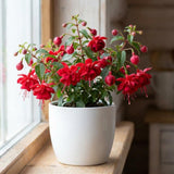 Red Fuchsia Live Plant, Flower Plant, 4-8 Inch Tall, 5 Inch Pot