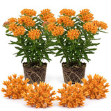 2 Orange Milkweed Live Plants, 3-6 Inch Tall