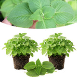 2 Green Cuban Oregano Plants Live, Culinary Herb Plant, 4-6 Inch Tall
