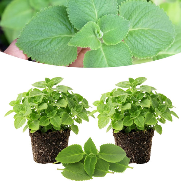 2 Green Cuban Oregano Plants Live, Culinary Herb Plant, 4-6 Inch Tall