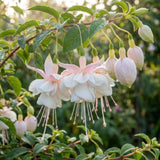 White Fuchsia Live Plant, 4-8 Inch Tall in 5 Inch Pot, Fushsia Flower Plant