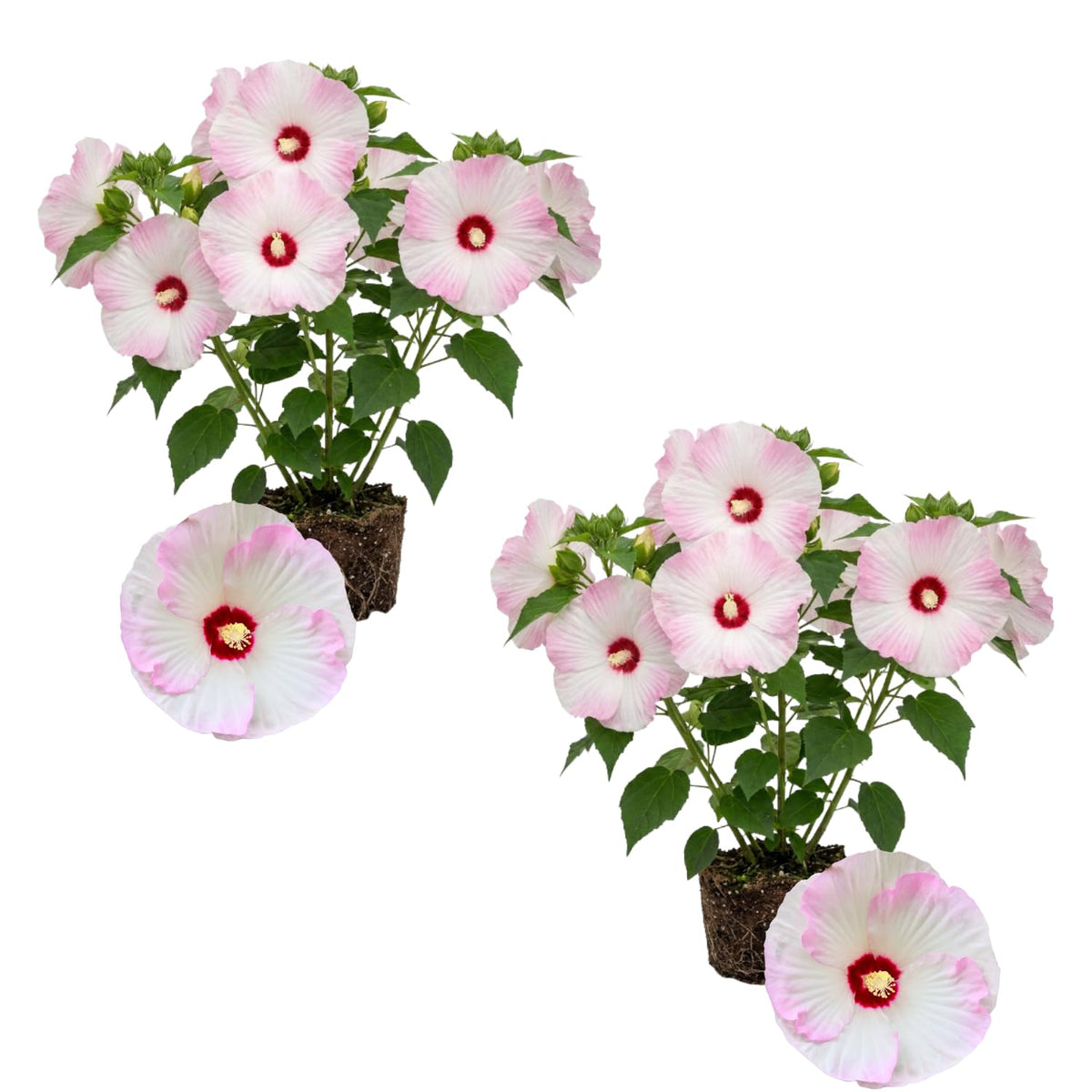 2 White Hibiscus Flower Live Plants, 4-8 Inch Tall