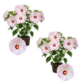 2 White Hibiscus Flower Live Plants, 4-8 Inch Tall