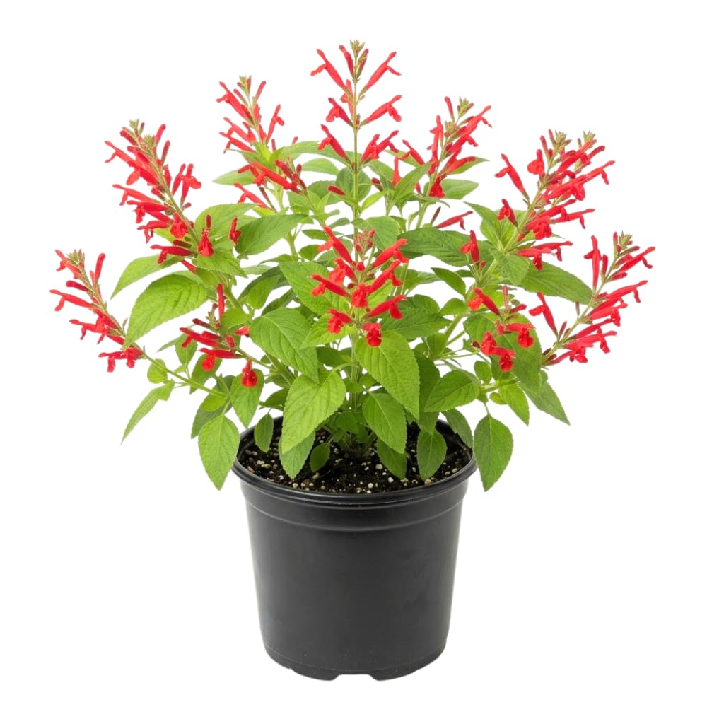 Pineapple Salvia Sage Live Plant, Bloom Plant, 4-7 Inch Tall