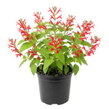 Pineapple Salvia Sage Live Plant, Bloom Plant, 4-7 Inch Tall