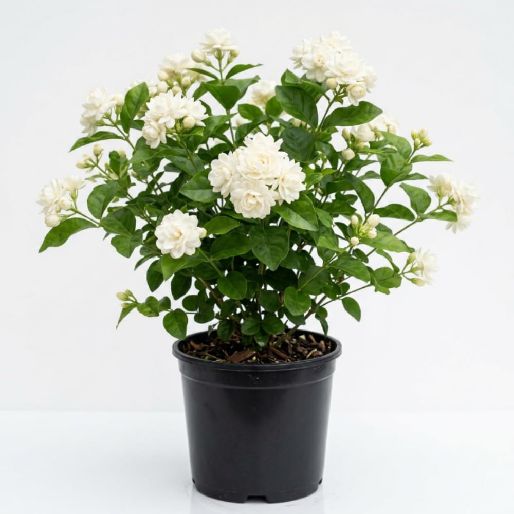 Arabian Jasmine Vine Live Plant, Flower Vine, 8-10 Inch Tall, 3.5 Inch Pot