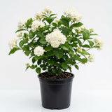 Arabian Jasmine Vine Live Plant, Flower Vine, 8-10 Inch Tall, 3.5 Inch Pot