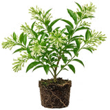 Night Blooming Jasmine Live Plant - 4-7" Tall